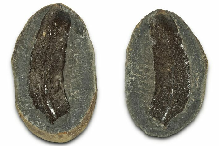 Macroneuropteris Fern Fossil Pos/Neg - Mazon Creek #325905